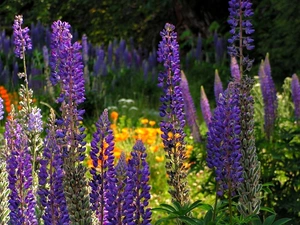 lupine, Meadow, Flowers