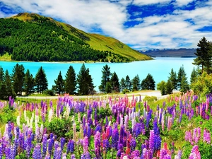 The Hills, color, lupine