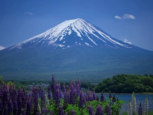 lupine, volcano, lake