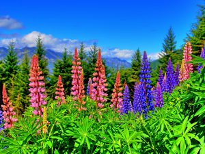 Meadow, lupine