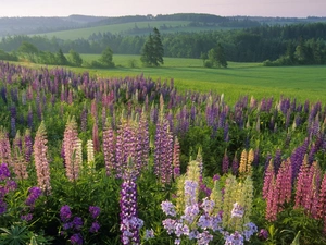 lupine, forest, Meadow