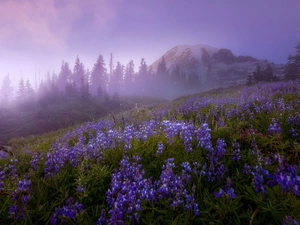 viewes, Mountains, Meadow, Washington State, lupine, Stratovolcano Mount Rainier, Mount Rainier National Park, The United States, Fog, trees