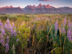 Flowers, lupine, Meadow, grass, Mountains