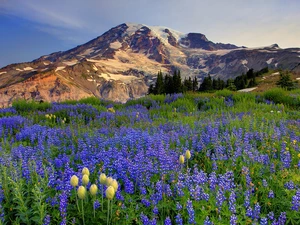 lupine, Mountains, Meadow