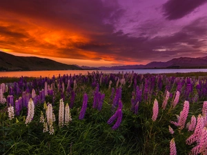 Meadow, New Zeland, Great Sunsets, Mountains, Tekapo Lake, lupine