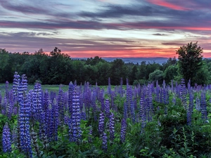 viewes, Great Sunsets, lupine, trees, Meadow