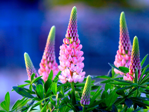 lupine, Flowers, Pink