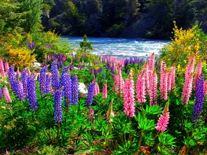 lupine, forest, River