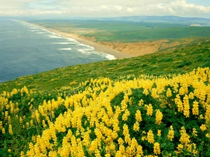 sea, Yellow, lupine, Coast