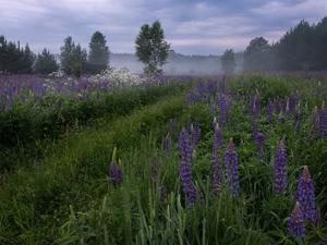 grass, Flowers, viewes, lupine, Meadow, trees, Fog