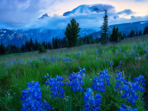 Mountains, Flowers, viewes, lupine, Meadow, trees, Fog