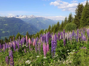 Hill, Flowers, viewes, lupine, Meadow, trees, Mountains