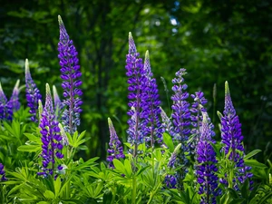 lupine, Flowers, Violet