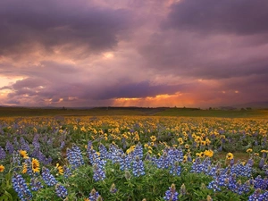 west, Nice sunflowers, lupine, sun