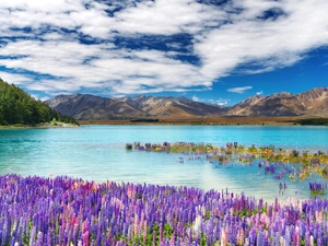 Mountains, flourishing, lupins, lake