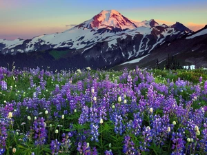 west, Mountains, lupins, sun