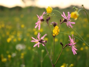 Flowers, Lychnis ragged, glaucoma, Meadow