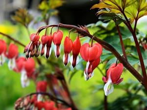 hearts, red, White, Magnificent