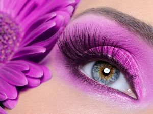 Gerbera, eye, make-up