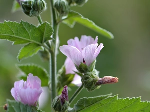 Colourfull Flowers, Pink, mallow