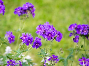 Mallow, purple, Flowers