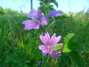 mallow, purple, Flowers