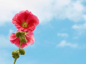 Flowers, mallow