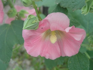 Pink, mallow