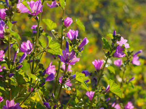 Mallow, Flowers, purple