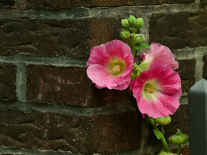 wall, Colourfull Flowers, mallow
