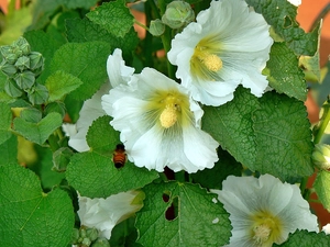 White, bee, rapprochement, mallow