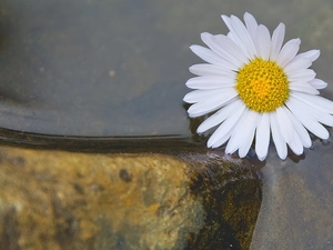 Margaretka, water, Stone