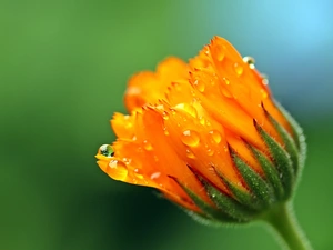 drops, Colourfull Flowers, Marigold