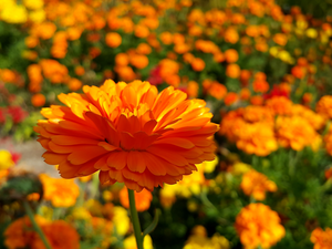 Marigold, Tagetes