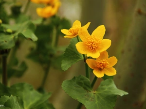 marigolds