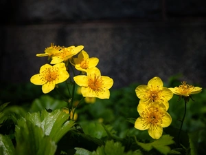 marigolds, Yellow, Flowers