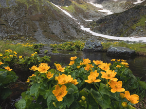 Yellow, snow, Marsh-Marigold, River, Mountains, Flowers, marigolds