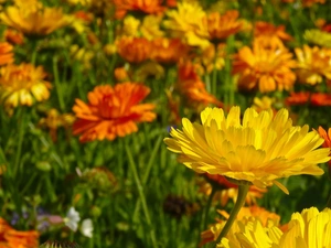 Marigolds, Orange, Yellow