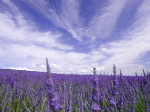 lavender, marsh