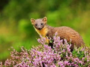 marten, Flowers