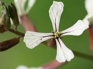 Matthiola, White, Flowers