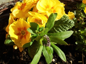 Yellow Honda, forget-me-not, twig, primrose