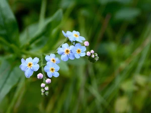 forget-me-not