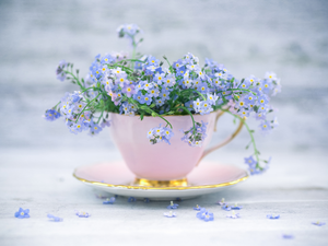 Forget-me-not, decoration, cup