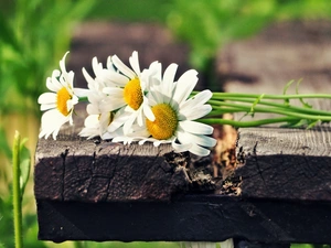 Meadow, daisy, Bench