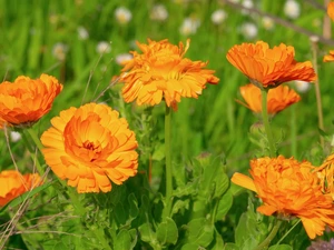 blurry background, Marigold, Meadow