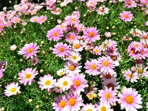 camomiles, Meadow