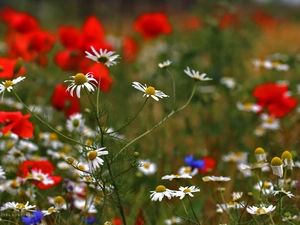 chamomile, Flowers, Meadow, White