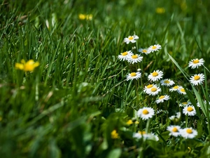 chamomile, Meadow