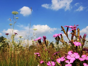 Meadow, clouds, Flowers, cloves, Wildflowers